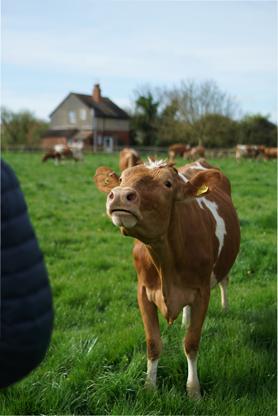 Jersey Cows on Pasture